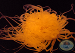 Pachycerianthus spp. „Burning Rose“