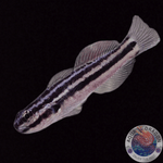 Amblygobius linki „Link's Grundel“ Nachzucht