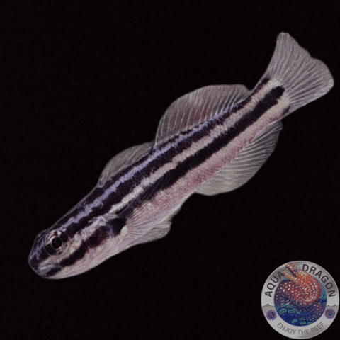 Amblygobius linki „Link's Grundel“ Nachzucht