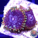 Krustenanemonen „Acid Reflux“ AD Special