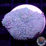 Ricordea florida „Jelly Pearl“ WYSIWYG