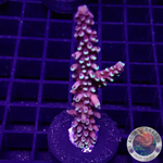 Acropora natalensis 🐉 “Dragon Breath” AD Special