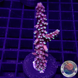 Acropora natalensis 🐉 “Dragon Breath” AD Special