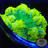 Phymanthus crucifer WYSIWYG