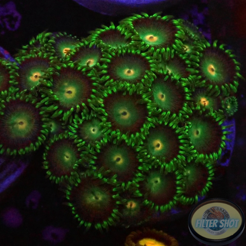 Krustenanemonen „Tropical Emeralds“ WYSIWYG