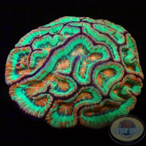 Australophyllia wilsoni “Main Brain” 🧠 WYSIWYG