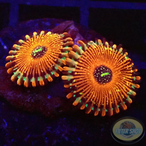Krustenanemonen „Seduction“