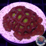Micromussa amakusensis „Fire Gold“ WYSIWYG