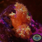 Dendronephthya spp. „Blossom“