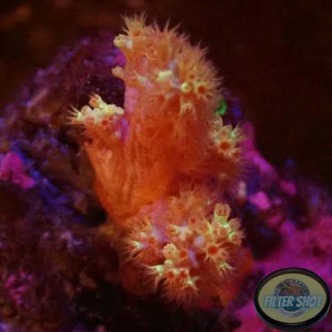 Dendronephthya spp. „Blossom“