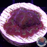 Favia spp. „Fantastico“ WYSIWYG