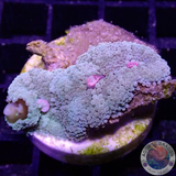 Ricordea florida „Vampire Kiss“ WYSIWYG