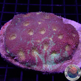 Acanthastrea echinata „Melting Moon“ WYSIWYG „AD Special“