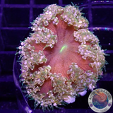 Phymanthus crucifer WYSIWYG