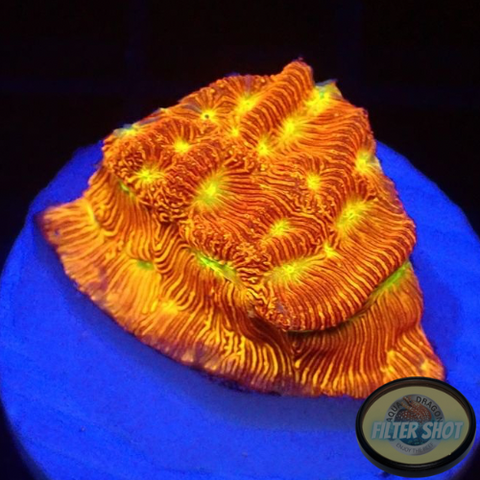 Leptoseris “Jack O Lantern”