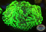 Euphyllia ancora „Toxic Marble“ WYSIWYG „AD Special“