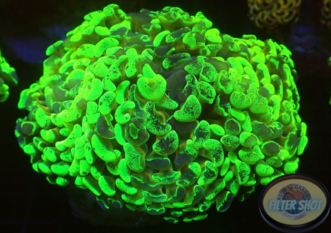 Euphyllia ancora „Toxic Marble“ WYSIWYG „AD Special“