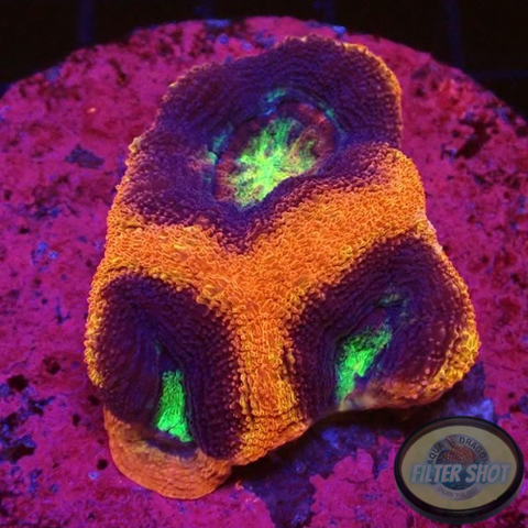 Homophyllia bowerbanki „Holy Grail Morph“ WYSIWYG
