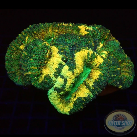 Lobophyllia spp. „Gold Spill“ WYSIWYG „AD Special“