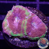 Homophyllia bowerbanki „UFO“ 🛸 WYSIWYG „AD Special“