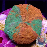 Homophyllia australis „Bleeding Apple“ WYSIWYG