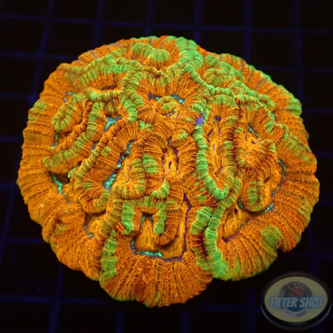 Australophyllia wilsoni „Rainbow“ WYSIWYG