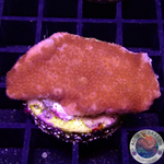 Montipora digitata „Smashed Tomato“ WYSIWYG