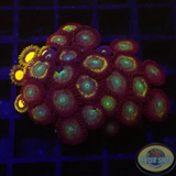 Krustenanemonen „Hidden King“ WYSIWYG