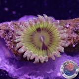 Krustenanemonen „Beekeeper“ 🐝 WYSIWYG „AD Special“