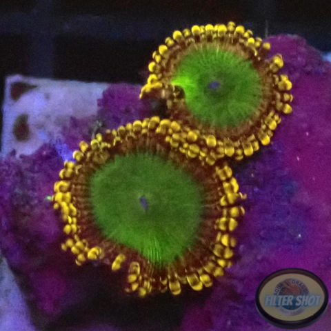 Krustenanemonen „Electric Oompa Loompa“ WYSIWYG „AD Special“