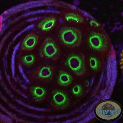 Krustenanemonen „Mean Green“ WYSIWYG