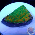 Montipora spp. „Gold Rush“ AD Special