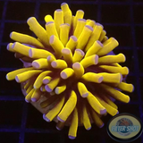 Euphyllia paraglabrescens „Banana“ 🍌 WYSIWYG