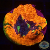 Echinophyllia spp. „Rainbow Bugatti“ WYSIWYG