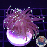 Euphyllia glabrescens „Jamaika“ AD Special