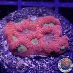 Favia spp. „Intense“ AD Special