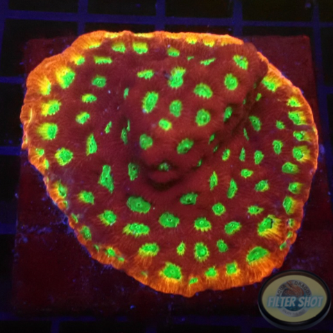 Favia spp. „Spicy Lemon“ WYSIWYG