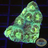 Favia spp. „Groggy“ WYSIWYG