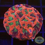 Favia spp. „Messy Grinch“ AD Special“