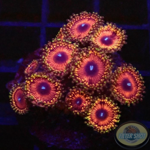 Krustenanemonen „Hallacious“ WYSIWYG