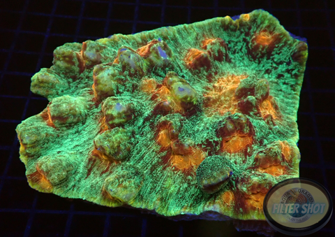 Mycedium spp. „Space Jam“ WYSIWYG „AD Special“