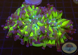 Euphyllia paraancora “Omega” AD Special
