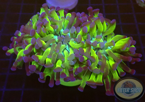 Euphyllia paraancora “Omega” AD Special
