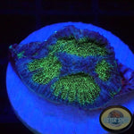 Montastrea spp. “BB8” WYSIWYG