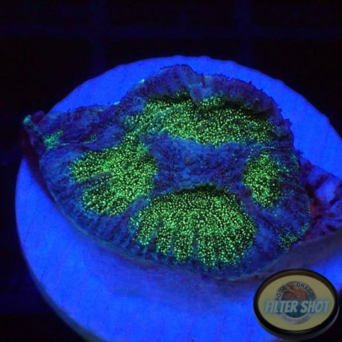 Montastrea spp. “BB8” WYSIWYG