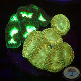 Blastomussa spp. „Gold Krytonite“ WYSIWYG „AD Special“