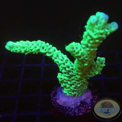 Montipora capitata „Berry“ WYSIWYG