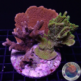 Montipora spp. „Monti Club“ WYSIWYG „AD Special“