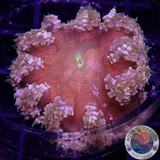 Phymanthus crucifer WYSIWYG