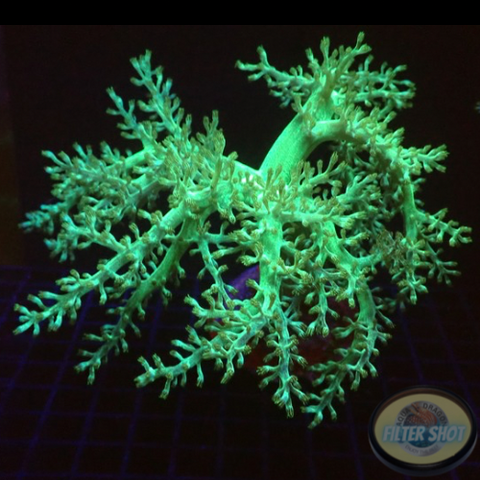 Capnella spp. „Radioactive“ WYSIWYG